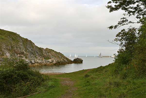 Sailing Off Churston Cove Picture Board by graham young