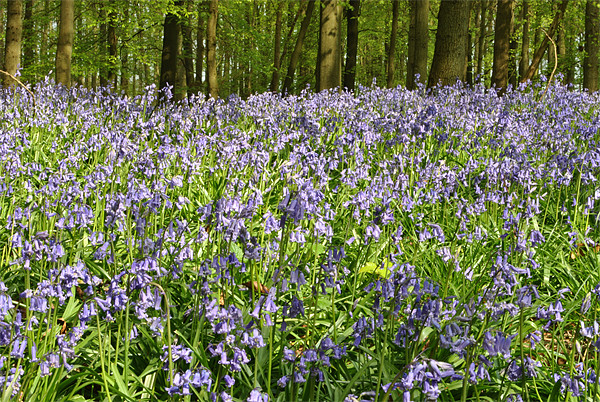 A Carpet of Blue Picture Board by graham young