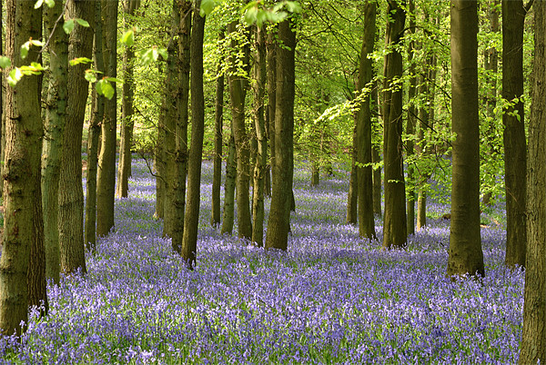The Bluebell Wood Picture Board by graham young