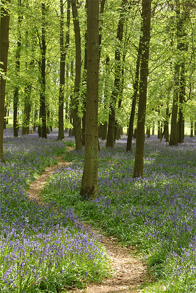 Bluebell Path Picture Board by graham young