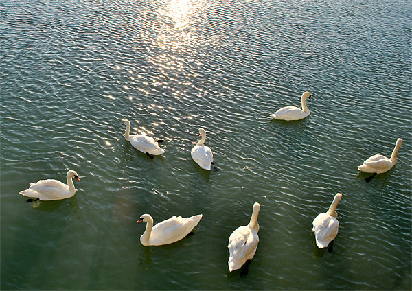 Swans at Littlehampton Picture Board by graham young