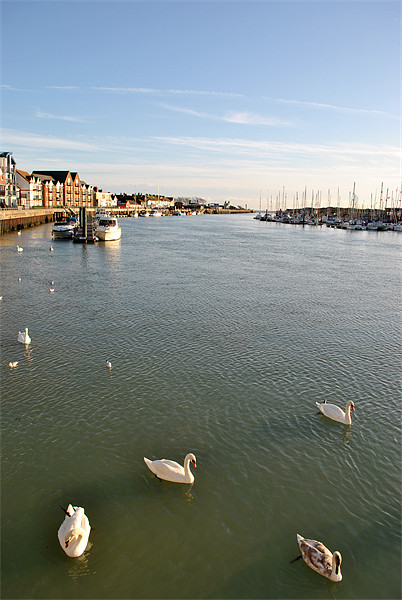 Swans in Littlehampton Harbour Picture Board by graham young