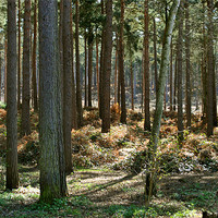 Buy canvas prints of Ockham Common,Surrey by graham young