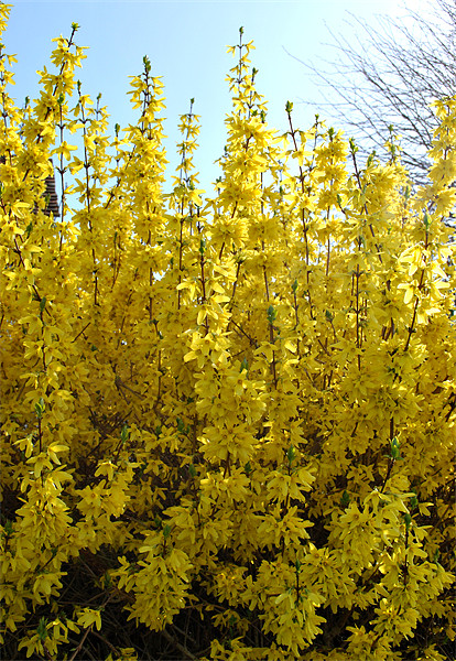 Forsythia Picture Board by graham young