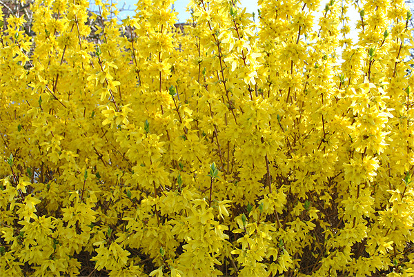 Forsythia Picture Board by graham young