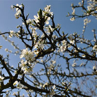 Buy canvas prints of Blackthorn by graham young