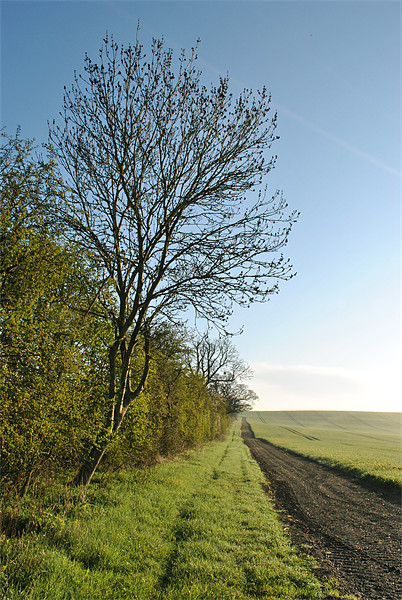 A Spring Hedgerow Picture Board by graham young