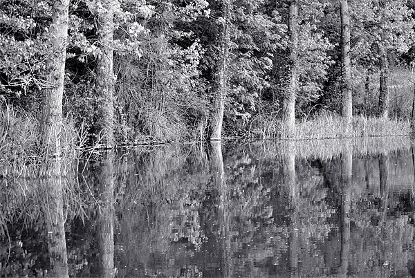 Tree Reflections Picture Board by graham young