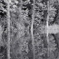 Buy canvas prints of Tree Reflections by graham young