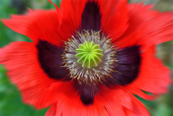 Ornamental Poppy - Radial Blur Picture Board by graham young