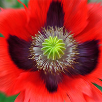 Buy canvas prints of Ornamental Poppy - Radial Blur by graham young
