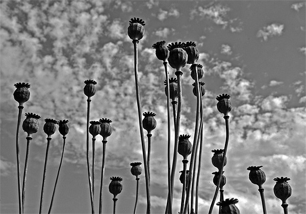 Poppy Seed Heads Picture Board by graham young