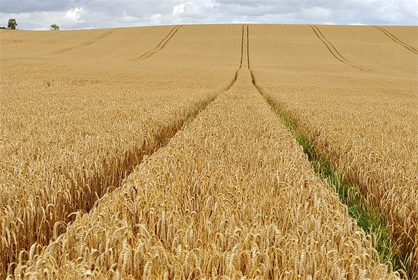Tracks Across the Wheatfield Picture Board by graham young