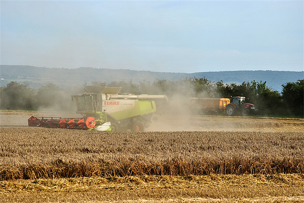 Harvesting the Wheat Picture Board by graham young