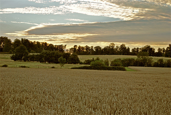 The Evening Before the Harvest Picture Board by graham young