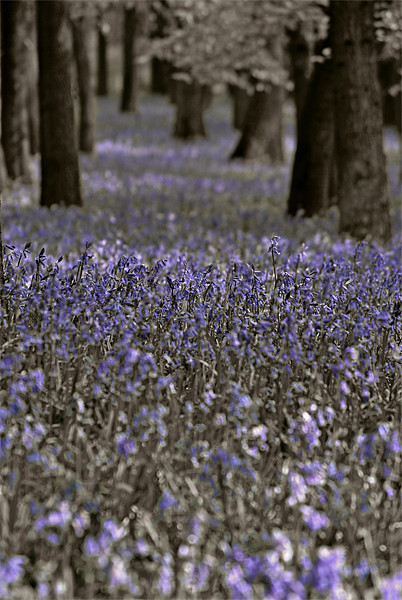 Bluebells in a Monochrome Wood Picture Board by graham young