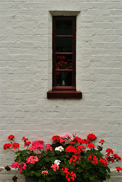 Geraniums on a Whitewashed Wall Picture Board by graham young