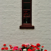Buy canvas prints of Geraniums on a Whitewashed Wall by graham young