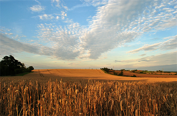 Field of Gold Picture Board by graham young