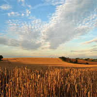 Buy canvas prints of Field of Gold by graham young