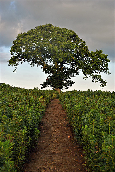 Lone Tree in a Bean Field Picture Board by graham young