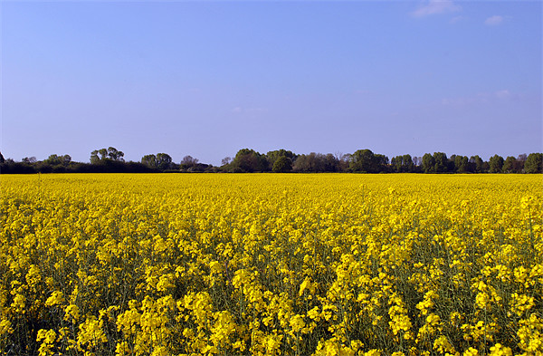 Rape Field Picture Board by graham young