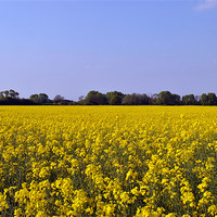 Buy canvas prints of Rape Field by graham young