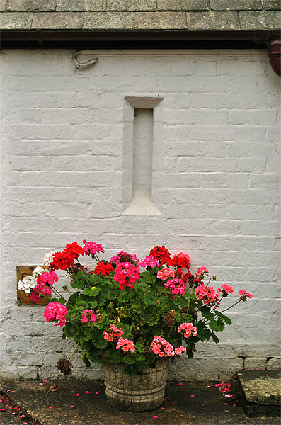 Geraniums in a Tub Picture Board by graham young