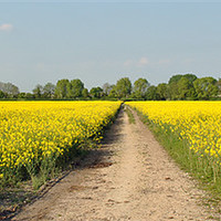 Buy canvas prints of Rape Field - Panoramic by graham young