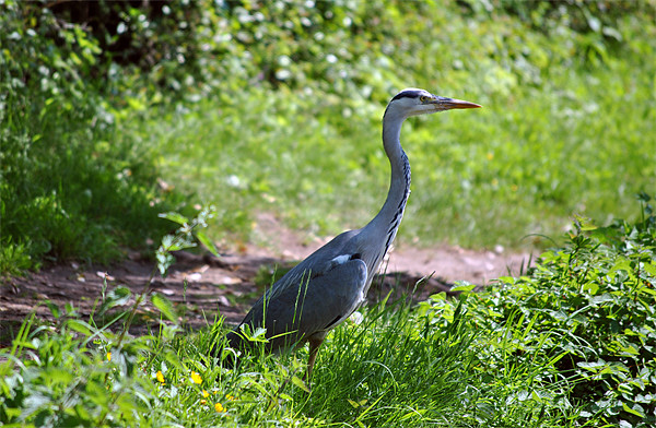 Grey Heron Picture Board by graham young