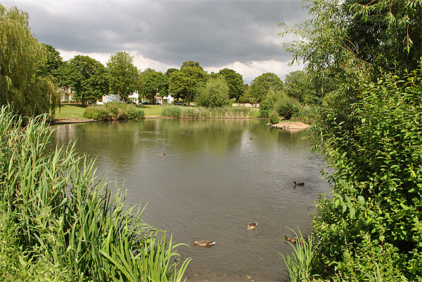 The Pond on Ham Common Picture Board by graham young