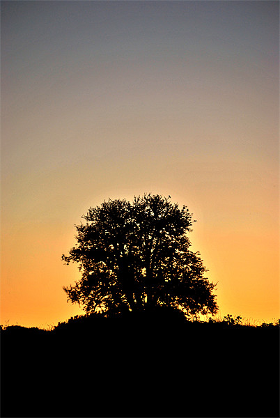 Tree at Dawn Picture Board by graham young