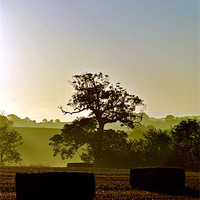 Buy canvas prints of Harvest Dawn by graham young