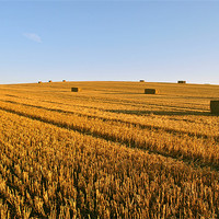 Buy canvas prints of The Stubble Field by graham young