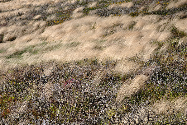 Windswept Grasses Picture Board by graham young