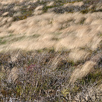 Buy canvas prints of Windswept Grasses by graham young