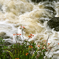 Buy canvas prints of A Splash of Colour by graham young