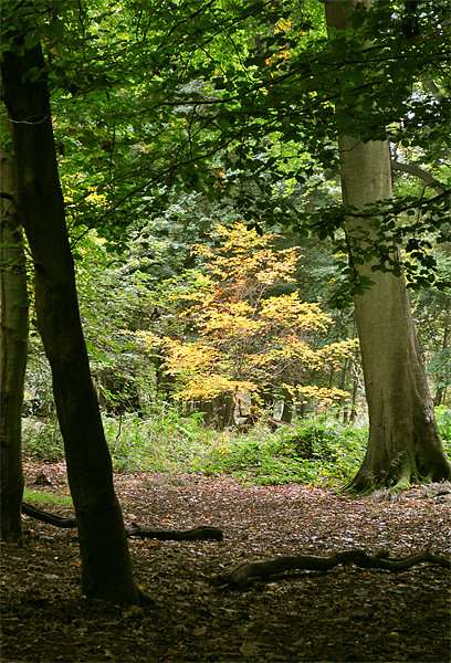 Early Autumn at Ashridge Picture Board by graham young