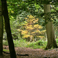 Buy canvas prints of Early Autumn at Ashridge by graham young
