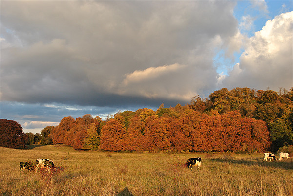 Autumn in Tring Park Picture Board by graham young