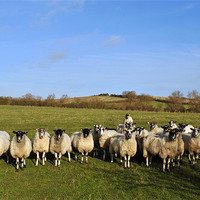 Buy canvas prints of Curious Sheep by graham young
