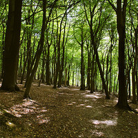 Buy canvas prints of Woodland Walk by graham young