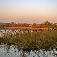 Buy canvas prints of Marsworth Reservoir by graham young