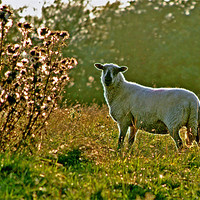 Buy canvas prints of Sheep in the Morning Sunlight by graham young