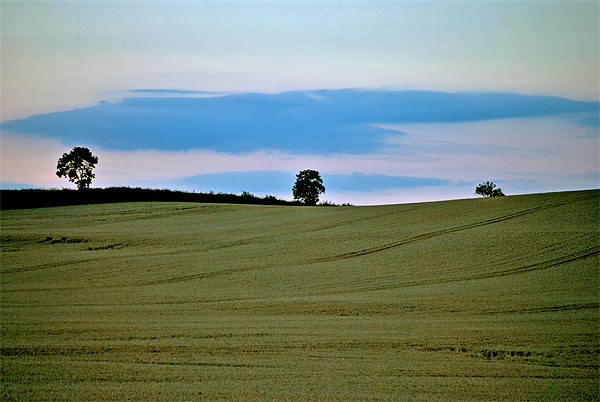 Three Trees a Cornfield and a Cloud Picture Board by graham young