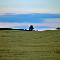 Buy canvas prints of Three Trees a Cornfield and a Cloud by graham young