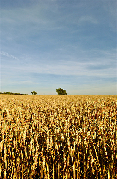 Trees in a Cornfield Picture Board by graham young