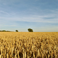 Buy canvas prints of Trees in a Cornfield by graham young