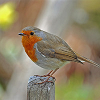 Buy canvas prints of Robin by graham young