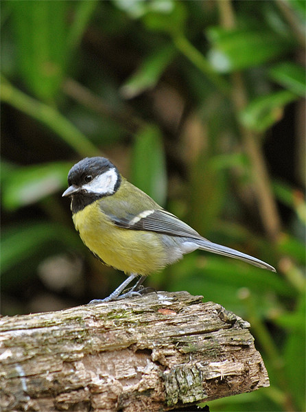 Great Tit Picture Board by graham young
